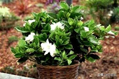 栀子花什么时候开花，栀子花怎么修剪开花？