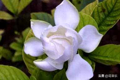 栀子花什么时候开花，栀子花怎么修剪开花？