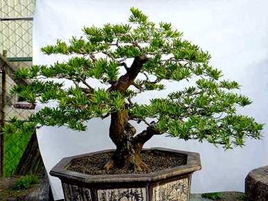 夏季如何种植罗汉松成活，夏季如何养护罗汉松？
