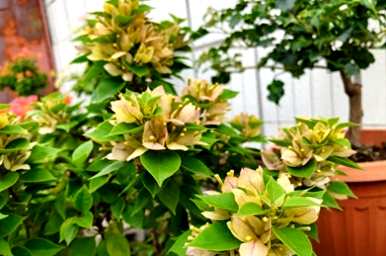 三角梅怎么养才能开花，三角梅怎么养才能开花？