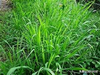 种草的秘诀和技巧是什么，种草的技巧是什么？