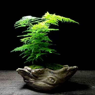 立冬后如何浇水文竹，如何养护和浇水文竹