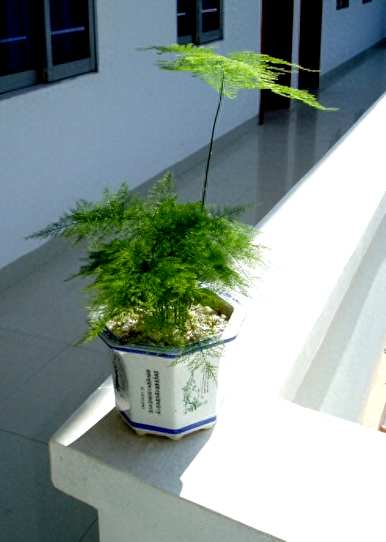 立冬后如何浇水文竹，如何养护和浇水文竹