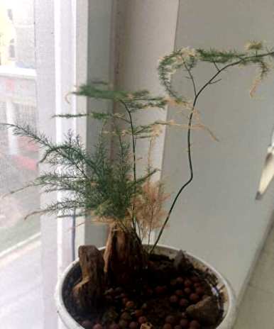 立冬后如何浇水文竹，如何养护和浇水文竹