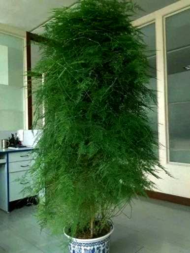 立冬后如何浇水文竹，如何养护和浇水文竹