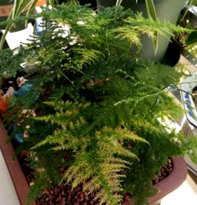 立冬后如何浇水文竹，如何养护和浇水文竹
