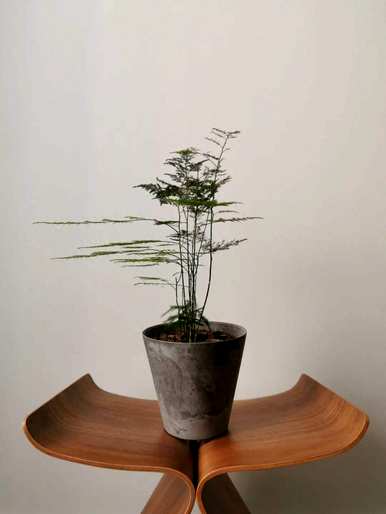 立冬后如何浇水文竹，如何养护和浇水文竹