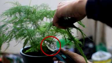 立冬后如何浇水文竹，如何养护和浇水文竹
