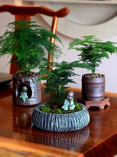 立冬后如何浇水文竹，如何养护和浇水文竹