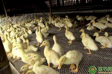 肉鸭养殖市场走势如何，肉鸭养殖前景如何