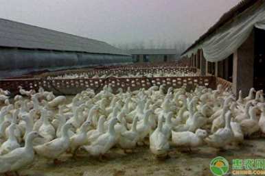 肉鸭养殖市场走势如何，肉鸭养殖前景如何