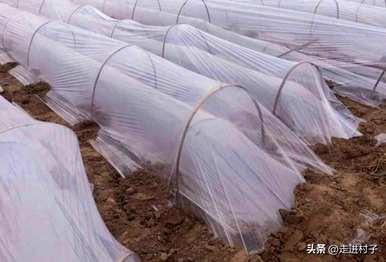 种植黄瓜的技术和方法，不搭架的黄瓜种植技术