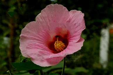 芙蓉花开放时间，芙蓉花什么时候开放？