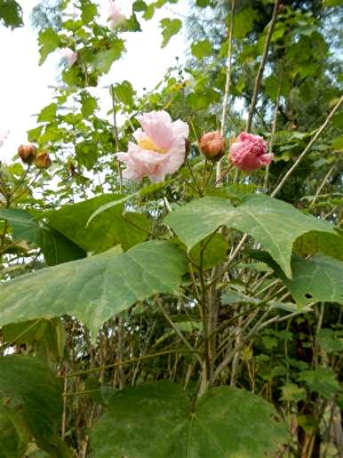 芙蓉花开放时间，芙蓉花什么时候开放？