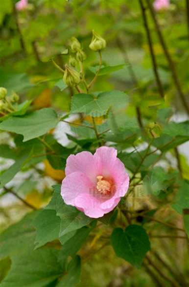 芙蓉花开放时间，芙蓉花什么时候开放？