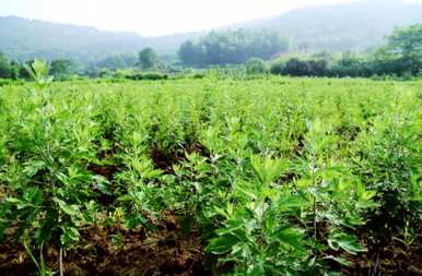 艾草种植前景如何，2021年艾草种植前景及价格