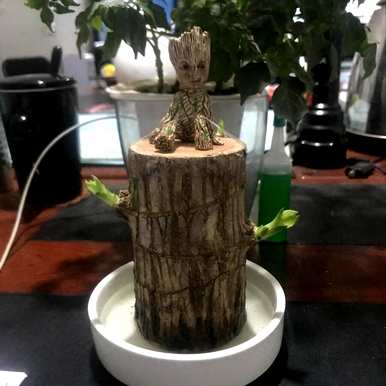 如何正确饲养巴西木营养液？如何正确饲养巴西木？