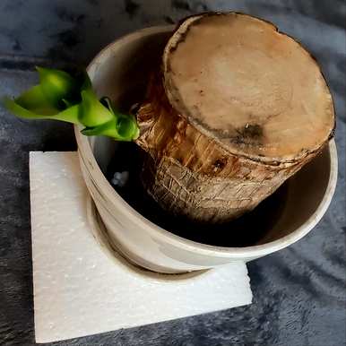 如何正确饲养巴西木营养液？如何正确饲养巴西木？