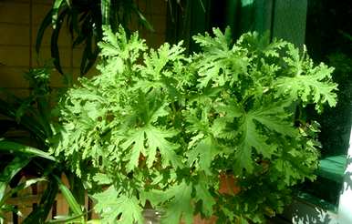 如何爆盆驱蚊草，如何饲养驱蚊草爆盆？