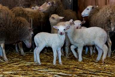 新手如何养羊？
