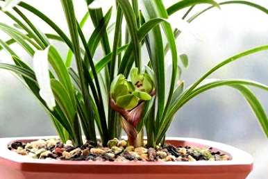 如何培育兰草容易开花？