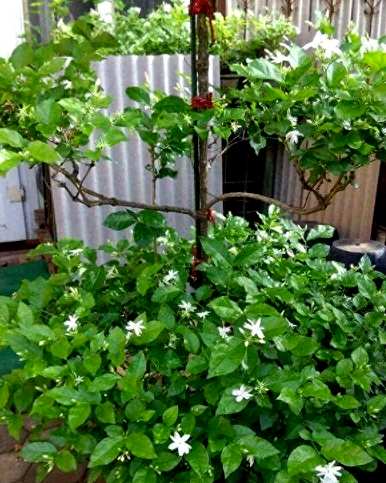 单杆茉莉花怎样生长旺盛，茉莉花怎样养才能更旺盛？