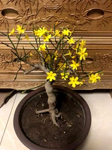 农历一月开什么花，农历一月开什么花？