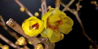 农历一月开什么花，农历一月开什么花？