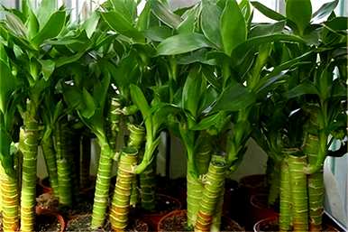 观赏植物全盆栽花卉有哪些？耐寒室外植物花卉盆栽
