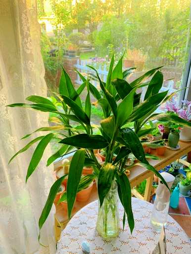 观赏植物全盆栽花卉有哪些？耐寒室外植物花卉盆栽