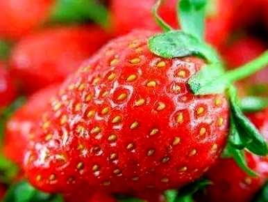 温室盆栽草莓种植方法、草莓种植方法和技术