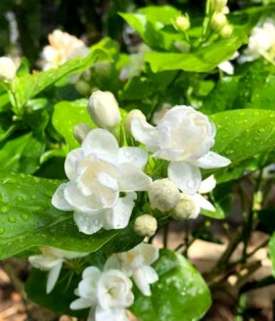 茉莉花怎么管理好，茉莉花苗期怎么管理？