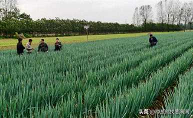 如何施肥大葱育苗？大葱最好在几个月内育苗。