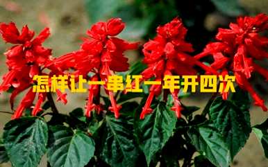 一串红什么时候开花，一串红什么时候开花