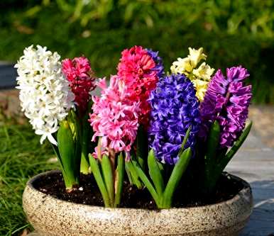 风信子花怎么养教程，风信子怎么养比较好？