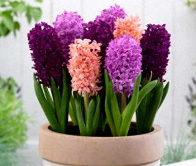 风信子花怎么养教程，风信子怎么养比较好？