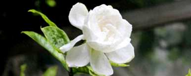 栀子花如何养护管理，栀子花如何养护？