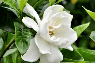 栀子花如何养护管理，栀子花如何养护？