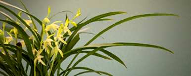 如何种植兰花苗，如何种植兰花苗？