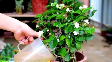如何制作花肥营养土，营养土制作花肥
