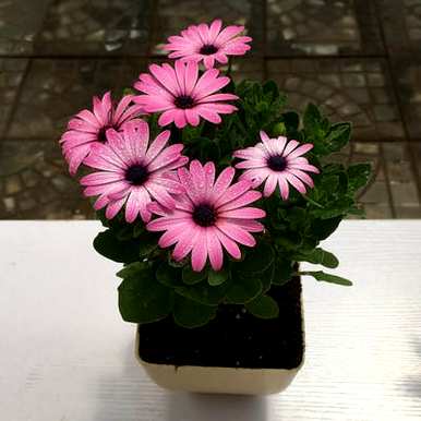 如何制作花肥营养土，营养土制作花肥