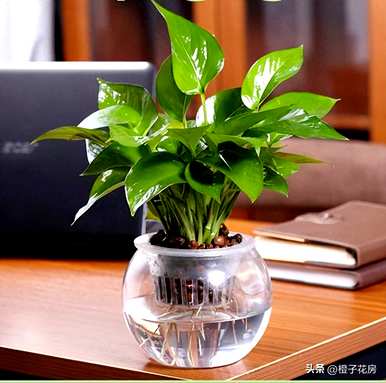 客厅里最好的水培植物是什么？哪些水培植物更好？