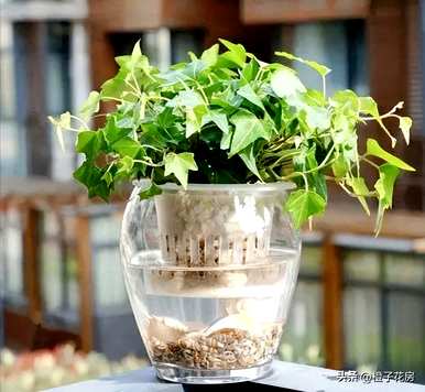 客厅里最好的水培植物是什么？哪些水培植物更好？