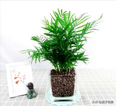 客厅里最好的水培植物是什么？哪些水培植物更好？