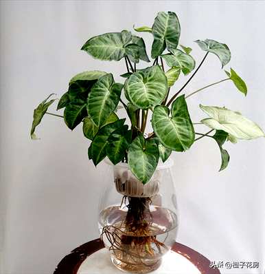 客厅里最好的水培植物是什么？哪些水培植物更好？