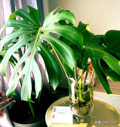 客厅里最好的水培植物是什么？哪些水培植物更好？