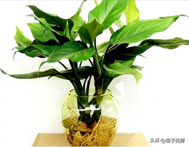 客厅里最好的水培植物是什么？哪些水培植物更好？