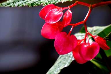 竹节海棠喜阴喜阳，竹节海棠冬季如何养护？