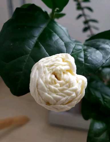 茉莉花有哪些品种？