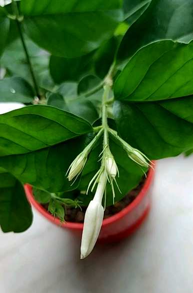 茉莉花有哪些品种？